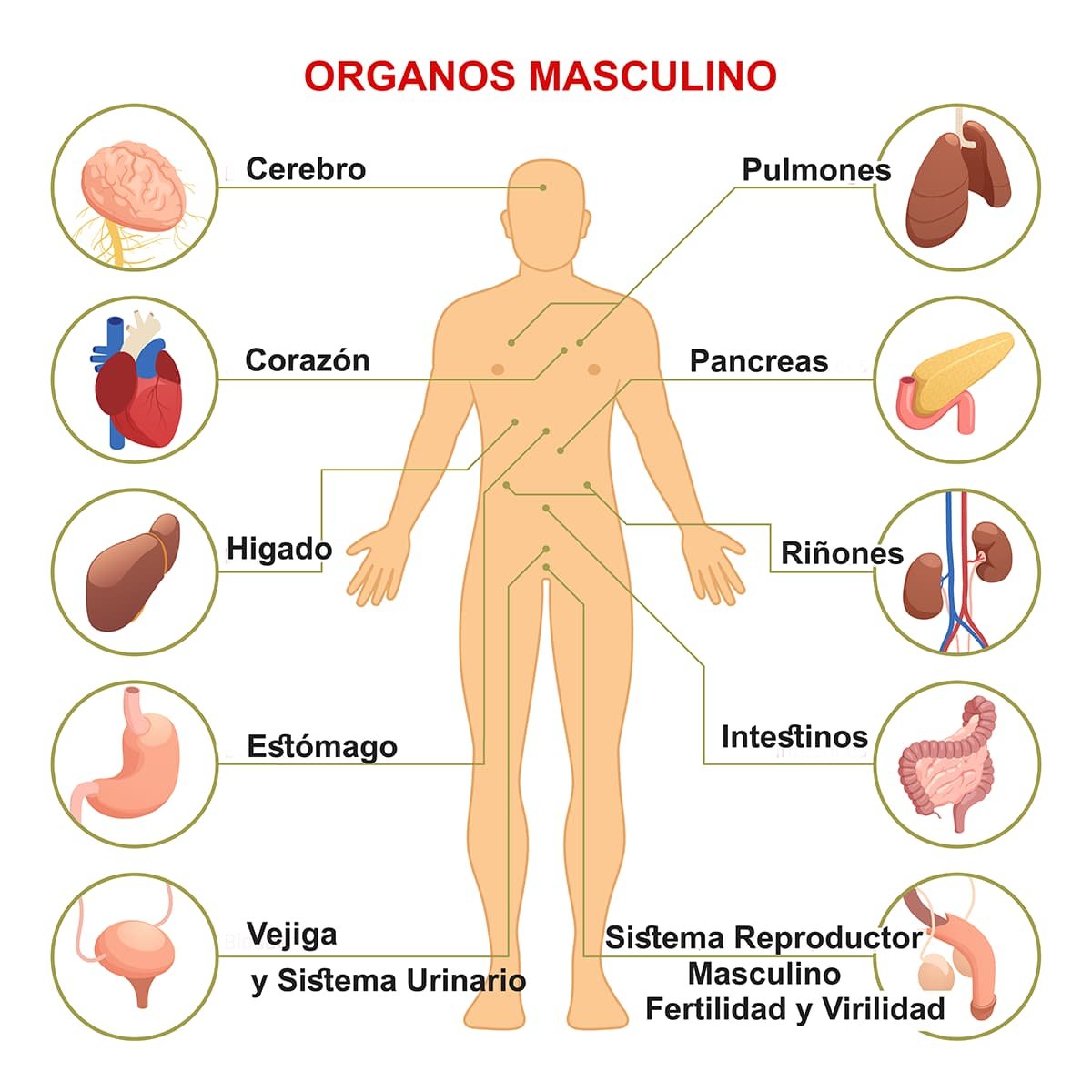 Órganos del Cuerpo Humano